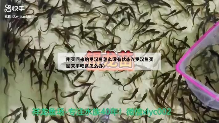 龙鱼检疫完不吃食怎么回事儿vs祥龙鱼场：龙鱼检疫后不吃食的原因 vs祥龙鱼场 第5张