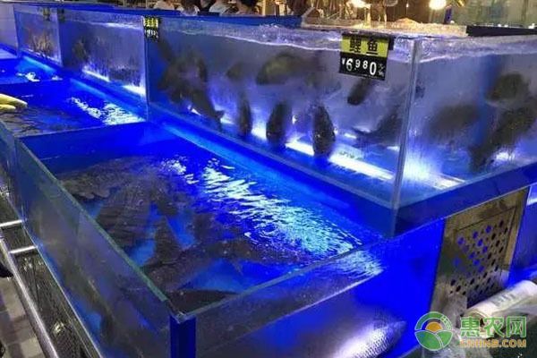 龙鱼缸搭配：龙鱼缸如何搭配？ 水族问答 第1张