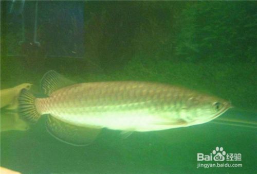 龙鱼老是在缸底不游怎么办：龙鱼在水族缸底部长时间不游动可能是多种原因引起的 龙鱼百科 第4张