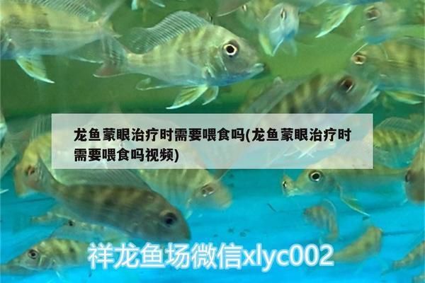 龙鱼蒙眼治疗期间能喂食吗：龙鱼蒙眼恢复期如何选食 龙鱼百科 第2张