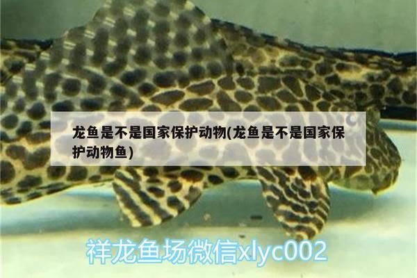 青龙鱼是保护动物吗为什么：探究青龙鱼的生态价值与法律地位 龙鱼百科 第2张