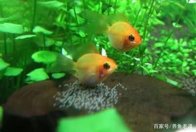 龙鱼缸多宽最好养鱼：关于养鱼的问题 水族问答 第1张