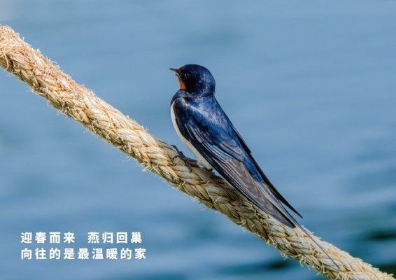 龙鱼缸开缸配置清单：龙鱼缸开缸是一项重要的工作 水族问答 第1张