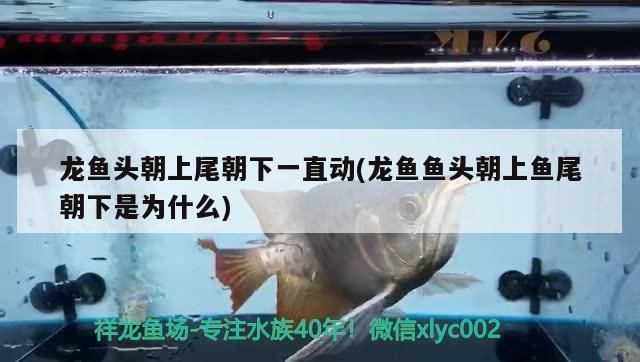 龙鱼鱼头向上尾巴向下：龙鱼出现鱼头向上尾巴向下的情况怎么办 龙鱼百科 第2张