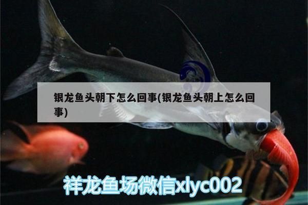 龙鱼鱼头向上尾巴向下：龙鱼出现鱼头向上尾巴向下的情况怎么办 龙鱼百科 第4张