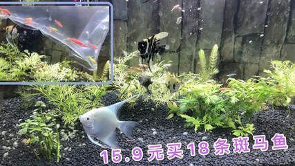 龙鱼缸里适合养的植物是什么：如何确定适合养在龙鱼缸里的植物 水族问答