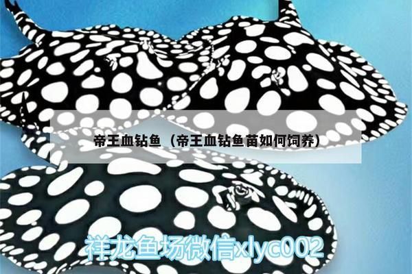 龙鱼缸滤材摆放顺序：龙鱼缸滤材摆放顺序是关键 水族问答 第2张