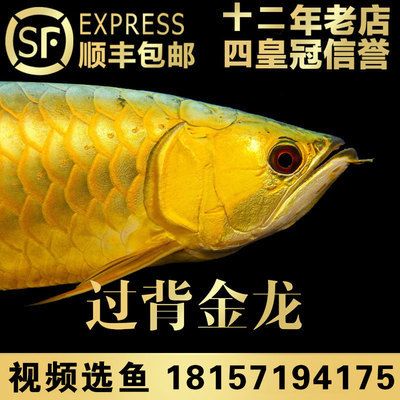 古典和24k金龙鱼：古典艺术与24k金龙鱼的融合 龙鱼百科 第3张