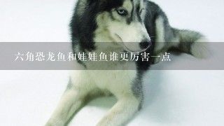 家养六角恐龙鱼好吗：六角恐龙鱼的养殖方法介绍 龙鱼百科 第2张