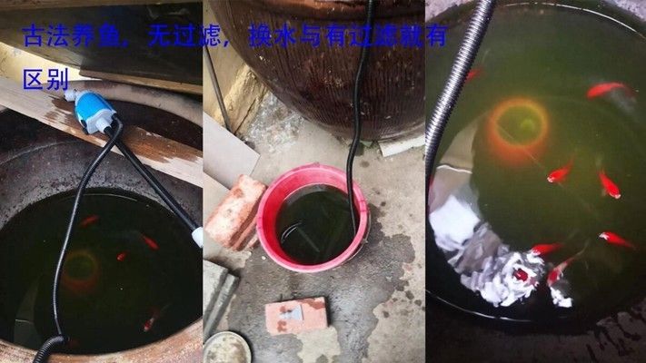 鱼苗换水适宜频率是多少：不同类型的鱼苗换水频率有所不同 龙鱼百科 第4张