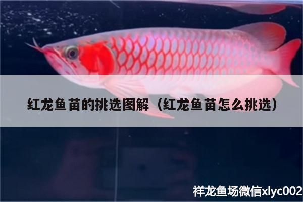 红龙鱼挑选幼苗的方法图解 龙鱼百科 第3张