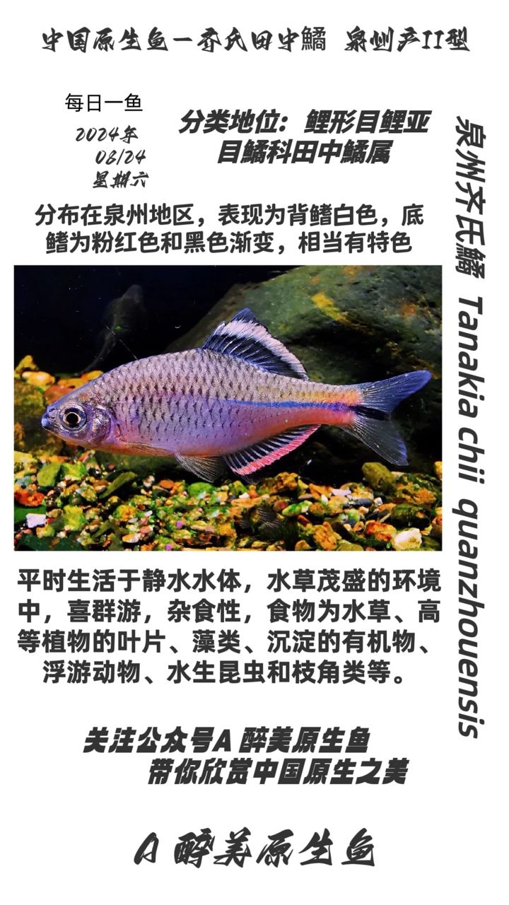 泉州齐齐鱊：泉州齐齐鱊是一种淡水鱼类，属于鲤科的体型呈长条形 观赏鱼论坛