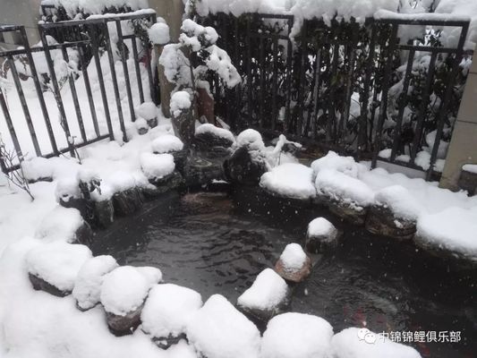 龙鱼缸贴什么背景纸好看：关于龙鱼缸贴背景纸的问题 水族问答 第2张