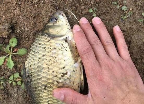 龙鱼缸推荐品牌有哪些：哪个品牌的龙鱼缸最适合初学者？ 水族问答 第2张