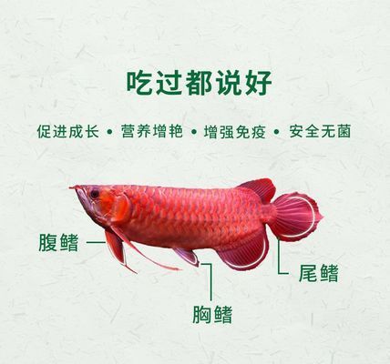 红龙鱼增色食物有哪些：红龙鱼增色食物搭配技巧 龙鱼百科 第4张