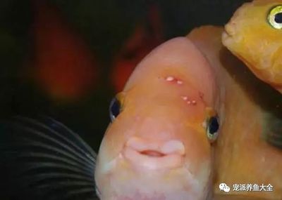 龙鱼缸养什么植物：如何为龙鱼缸选择适合的植物 水族问答 第1张