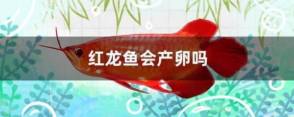 红龙鱼国内可以繁殖吗：新加坡红龙鱼人工繁殖技术分享：红龙鱼在国内能否繁殖 龙鱼百科 第2张