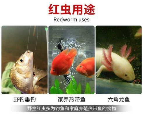 龙鱼可以喂红虫吗？：喂食红虫是否适合龙鱼 龙鱼百科 第2张