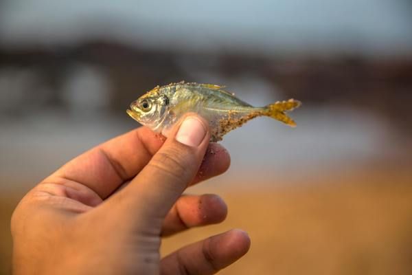 银龙鱼低温环境适应性：银龙鱼在低温环境下的适应性 龙鱼百科 第5张