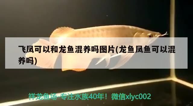 龙鱼和凤鱼可以一起喂食吗 龙鱼百科 第4张