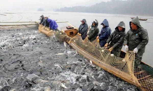 龙鱼缸一般多大容量的水合适：如何选择适合的龙鱼缸容量？ 水族问答 第2张