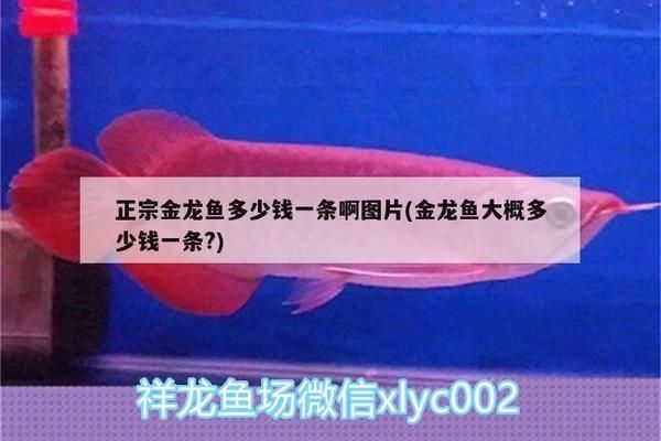 正宗的金龙鱼多少钱一条：正宗的金龙鱼价格可以从几百元到几十万元不等 龙鱼百科 第2张