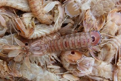 龙鱼缸用什么过滤：龙鱼缸生物过滤系统 水族问答 第1张