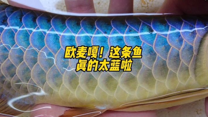 古典蓝底金龙鱼：古典蓝底金龙鱼价格信息：古典蓝底金龙鱼的饲养技巧 龙鱼百科 第3张