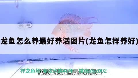 龙鱼应该怎么养才好看：龙鱼最佳观赏角度，龙鱼色彩鲜艳秘诀