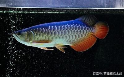 龙鱼批发基地地址电话：成都祥龙水族馆优惠活动优惠活动优惠活动介绍 龙鱼百科 第4张