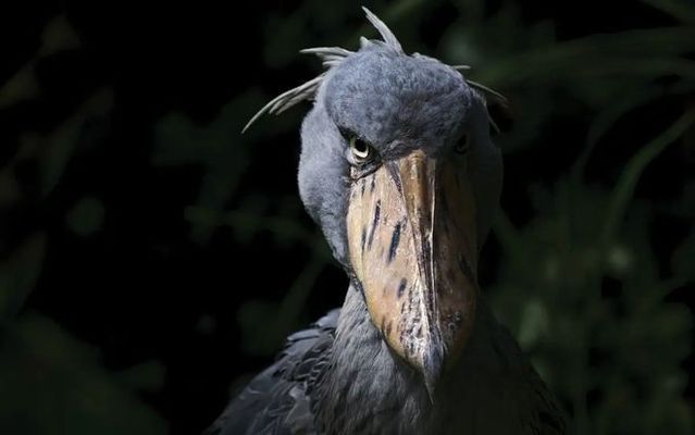 龙鱼缸长褐藻怎么办：如何处理龙鱼缸中的褐藻问题 水族问答 第2张