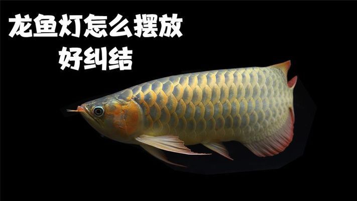 龙鱼灯怎么放：风水学中龙鱼灯的摆放 龙鱼百科 第3张