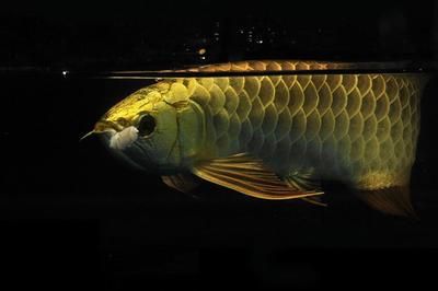 龙鱼鳞片没有光泽：龙鱼鳞片失去光泽可能是由多种因素造成的，可能是由多种因素造成的 龙鱼百科 第5张