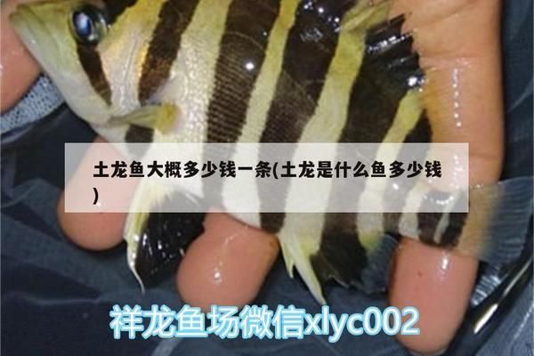 土龙鱼多少钱一斤：土龙鱼价格波动原因如何辨别土龙鱼市场价格波动原因 龙鱼百科 第3张