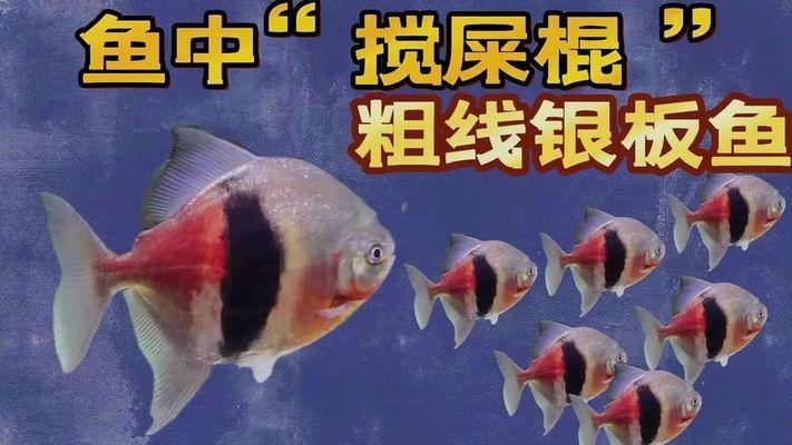 龙鱼观赏价值排行榜最新：龙鱼的观赏价值排行榜 水族问答