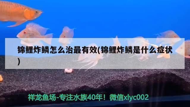 龙鱼炸鳞了可不可以喂它吃的vs祥龙鱼场：龙鱼炸鳞后的护理方法如何预防龙鱼炸鳞后的护理方法 vs祥龙鱼场 第4张