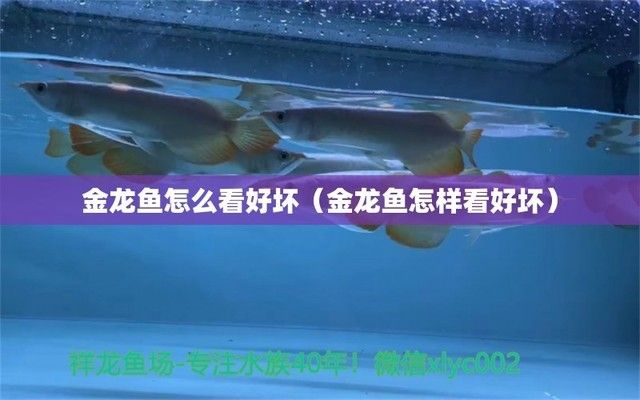 金龙鱼产品好不好用怎么看出来：金龙鱼产品牌发展历程简介 龙鱼百科 第1张