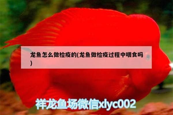 龙鱼怎么做内寄检疫vs祥龙鱼场：祥龙鱼场在龙鱼养殖中如何执行内寄检疫的具体介绍 vs祥龙鱼场 第3张