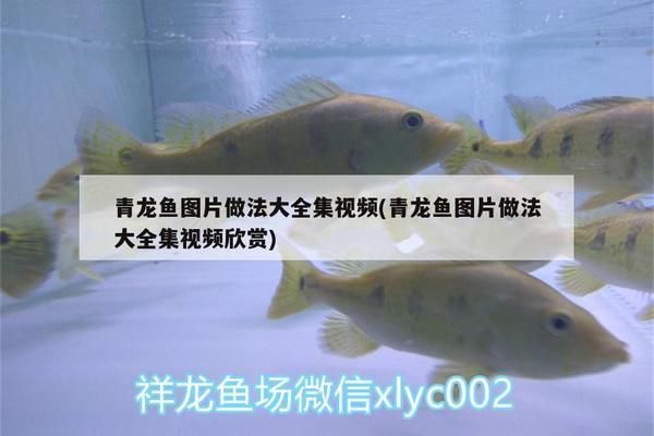 青龙鱼的做法：青龙鱼与其他鱼类比较,青龙鱼与其他鱼类比较适宜搭配的调料