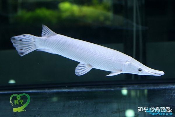 龙鱼好久没进食啦怎么办：龙鱼不吃东西怎么办？ 水族问答 第2张