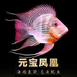 龙鱼和蝴蝶鲤能混养吗：龙鱼和蝴蝶鲤能否混养 水族问答 第1张