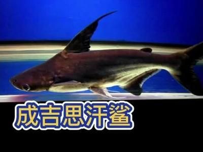 龙鱼和银龙鱼一起养吗：龙鱼和银龙鱼可以一起养吗 水族问答 第2张