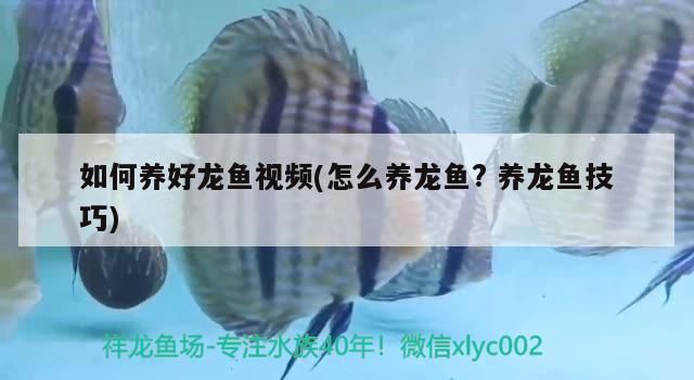 龙鱼养殖攻略大全vs祥龙鱼场：全面的龙鱼养殖攻略大全 vs祥龙鱼场 第2张