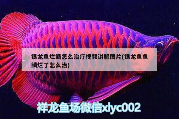 龙鱼鱼鳞病如何才能根治好vs祥龙鱼场：祥龙鱼场的龙鱼品种介绍 vs祥龙鱼场 第2张