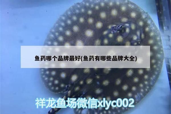 龙鱼药水什么牌子好用：龙鱼药水品牌选择对于维护龙鱼健康至关重要 龙鱼百科 第3张