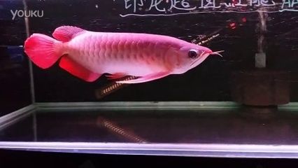 龙鱼黑身的症状：龙鱼黑身怎么办？ 水族问答 第1张