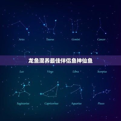 龙鱼和神仙鱼哪个好：龙鱼和神仙鱼的价格对比 龙鱼百科 第1张