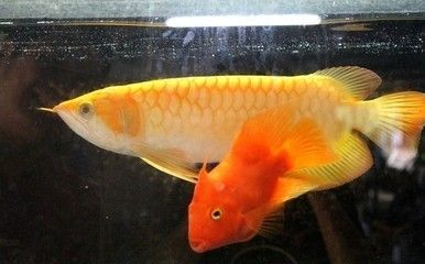 龙鱼黑眼珠没了会死吗：龙鱼的黑眼珠是否已经消失了？ 水族问答 第2张