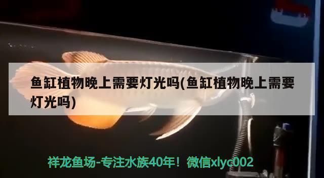 红龙鱼增色饲料怎么配比：传统的红龙鱼饲料配方主要包括以下原料和重量份数 龙鱼百科 第3张