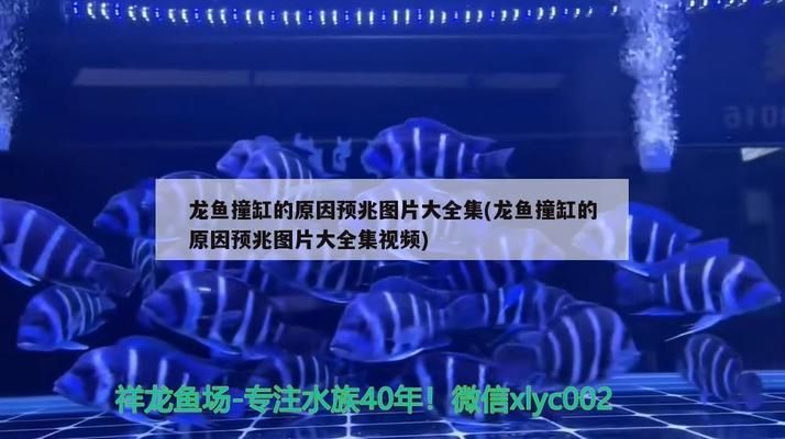 龙鱼撞缸的原因预兆是什么呢vs祥龙鱼场：如何预防龙鱼撞缸 vs祥龙鱼场 第2张